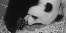 Giant panda Mei Xiang and her cub, which was born Aug. 21, 2020. 