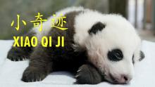 A giant panda cub with black-and-white fur, small claws and round ears. Text on the photo reads "Xiao Qi Ji" (the cub's name) in English and Mandarin Chinese