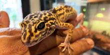 Iranian fat-tailed gecko 