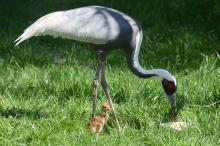 A female white-naped crane chick hatched April 2, 2020 to parents Brenda (pictured) and Eddie.