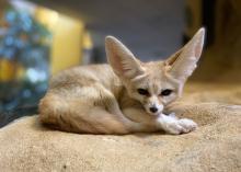 Fennec fox Daisy is laying down atop a pile of sand in her Small Mammal House habitat. Her head is raised, and she is looking at the viewer.