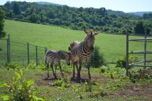 For the first time in the Smithsonian Conservation Biology Institute’s (SCBI) history, ungulate keepers celebrated the birth of a male Hartmann’s mountain zebra at the Front Royal, Virginia, facility. The colt was born overnight July 2, 2020.