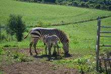 For the first time in the Smithsonian Conservation Biology Institute’s (SCBI) history, ungulate keepers celebrated the birth of a male Hartmann’s mountain zebra at the Front Royal, Virginia, facility. The colt was born overnight July 2, 2020.