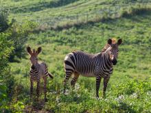Hartmann's mountain zebra Yipes (left) at 28 days old with his mother, Mackenzie. 