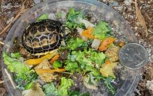 A 'surprise' spider tortoise hatched at the Reptile Discovery Center July 5. 