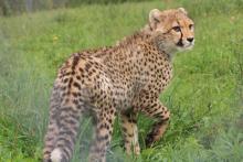 A five-month old cheetah cub explores its habitat at the Smithsonian Conservation Biology Institute. 
