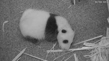 The Zoo's giant panda cub rests on the floor of its den Sept. 17, 2020. 