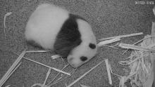 A close-up from the live Panda Cam of a 3-week-old giant panda cub resting on the floor of its den