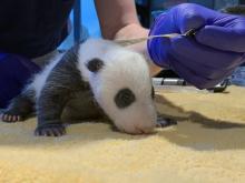 A veterinarian measures the length of a giant panda cub with a measuring tape. At about 1-month-old, the cub has a thin layer of black-and-white fur, tiny claws and eyes just beginning to open.