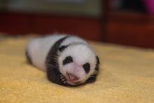 1-month-old giant panda cub Xiao Qi Ji asleep on a towel
