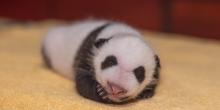 The Smithsonian's National Zoo's 1-month-old giant panda cub. 