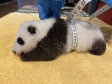 A male giant panda cub at about 6 weeks old rests on a yellow towel as veterinarians use a measuring tape to measure how round it is