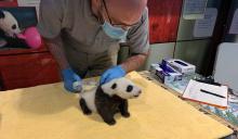 Keeper Marty Dearie measures the 6-week-old male giant panda cub's abdominal girth.
