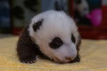 The Zoo's 7-week-old giant panda cub receives a routine check-up. 