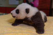 The Zoo's 7-week-old panda cub receives a routine check-up at Smithsonian's National Zoo. 