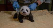 A small giant panda cub with a light layer of black-and-white fur, little ears and small claws rests on a yellow towel while a veterinarian uses a measuring tape to measure its roundness