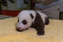 A 6-week-old giant panda cub with black-and-white markings, small claws and a light layer of fur rests on a yellow towel