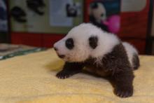 A small giant panda cub with a light layer of black-and-white fur, little ears and small claws rests on a yellow towel during a routine exam.