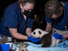 Two veterinarians exam a 2-month-old giant panda cub during a routine veterinary exam.