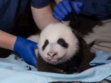 A 2-month-old giant panda cub rests on a blue towel during a veterinary exam.