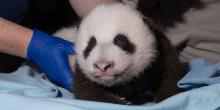 The Smithsonian's National Zoo's 2-month-old giant panda cub receives his second veterinary exam Oct. 19, 2020.