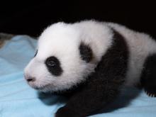 The Zoo's 2-month-old giant panda cub rests on a blue towel during a veterinary exam