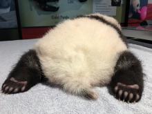 The giant panda cub rests on a towel during his weekly exam Oct. 28. The giant panda cub rests on a towel during his weekly exam Oct. 28.
