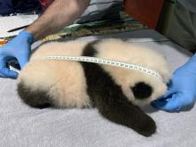 Keeper Marty Dearie measures the Zoo's 9-week-old giant panda cub. 