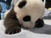 The Zoo's 9-week-old panda cub fell asleep after keepers took his measurements Oct. 29.