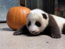 A young giant panda cub with black-and-white fur, round ears and small claws rests near a pumpkin