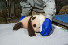 A young giant panda cub with black-and-white fur, round ears and small claws rests on a towel while keepers take his measurements.