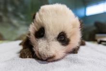A young giant panda cub with black-and-white fur, round ears and small claws rests on a towel during a routine exam.
