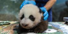 The Zoo's 11-week-old panda cub during his weekly keeper checkup. 