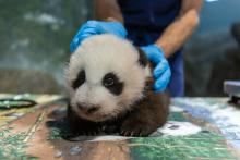 An animal keeper gently holds a young giant panda cub as it rests on a table during a routine exam. The cub has black-and-white fur, round ears and small claws.