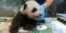 Giant panda cub at 11 weeks old on Nov. 9, 2020. 