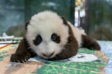A young giant panda cub with black-and-white fur lays on a table during a routine exam.