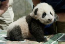 The Zoo's 3-month-old giant panda cub during a vet exam Nov. 18, 2020. 