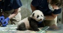 A young giant panda cub with black-and-white fur, round ears and small claws sits on a table as veterinarians exam him during a routine check up.