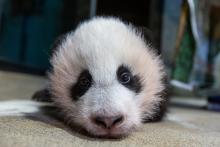 A close-up photo of a young giant panda cub's face as he rests on a towel during a routine exam. He has with black-and-white fur and round ears.