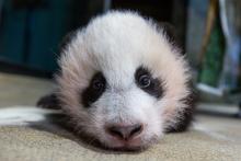 Three-month-old giant panda cub Xiao Qi Ji on Dec. 2, 2020 at Smithsonian's National Zoo.