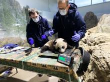 Giant panda cub Xiao Qi Ji lays on a small scale set on a table while chief veterinarian Dr. Don Neiffer and veterinary technician Brad Dixon weigh him. The 3 1/2 month old panda cub has black-and-white fur, round ears and large paws.