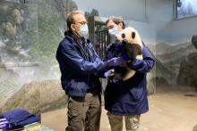 Veterinarian Dr. Don Neiffer listens to giant panda cub Xiao Qi Ji's heart and lungs with a stethoscope while veterinary technician Brad Dixon holds him. The 3 1/2 month old panda cub has black-and-white fur, round ears and large paws.