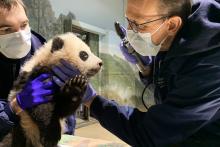 Veterinarian Dr. Don Neiffer examines giant panda cub Xiao Qi Ji's eyes while veterinary technician Brad Dixon holds him steady. The 3 1/2 month old panda cub has black-and-white fur, round ears and large paws.