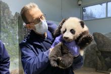 Veterinarian Dr. Don Neiffer holds giant panda cub Xiao Qi Ji during a veterinary exam.
