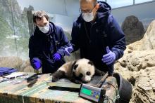 Dec. 11 | Veterinary technician Brad Dixon and chief veterinarian Dr. Don Neiffer weigh giant panda cub Xiao Qi Ji.