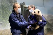 Dec. 9 | Dr. Don Neiffer listens to Xiao Qi Ji's heart and lungs while veterinary technician Brad Dixon holds the giant panda cub.