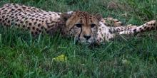 10-year-old Cheetah, Nick, lays in the grass.
