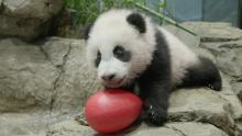 A young giant panda cub with black-and-white fur, round ears and large paws climbs on rockwork in his indoor habitat and paws at a red Jolly Egg toy.