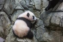 Giant panda cub Xiao Qi Ji carefully climbs on the rockwork in his indoor habitat. He has round ears, large paws with small claws, and black-and-white fur.