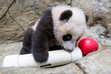 Giant panda cub Xiao Qi Ji gnaws on an enrichment puzzle feeder. 